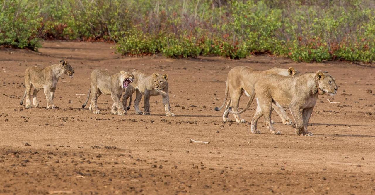 Hobatere lodge Otjovasandu Eksteriør billede