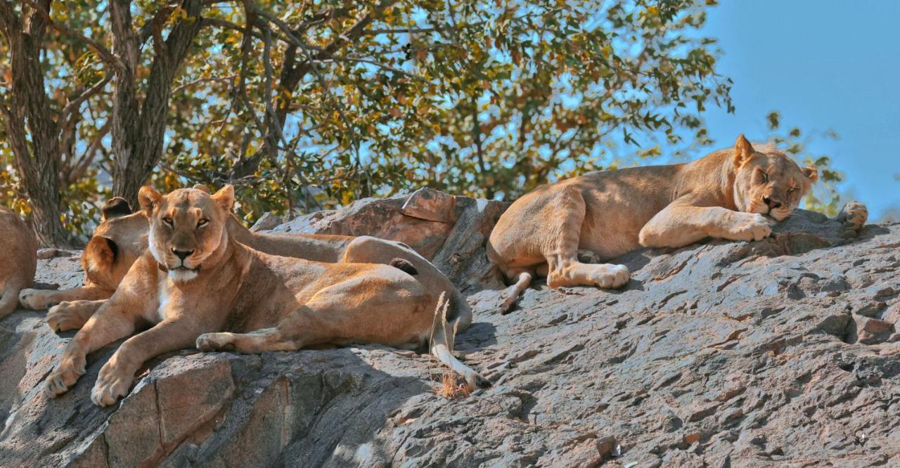 Hobatere lodge Otjovasandu Eksteriør billede