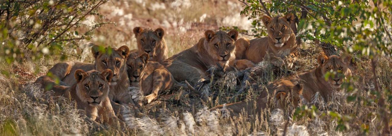 Hobatere lodge Otjovasandu Eksteriør billede